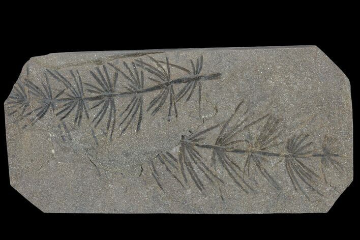 Two Fossil Pennsylvanian Horsetails (Asterophyllites) - France #114614